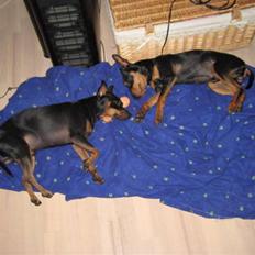 Dvaergpinscher Buster