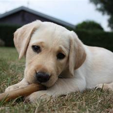 Labrador retriever Tulle