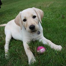 Labrador retriever Tulle