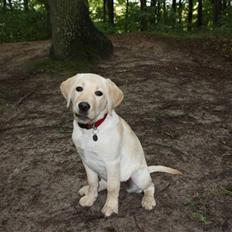Labrador retriever Tulle