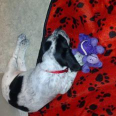 Blanding af racer Tika