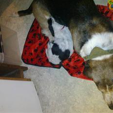 Blanding af racer Tika