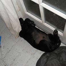 Labrador retriever Thor