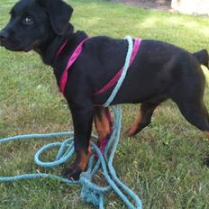 Rottweiler Daisy