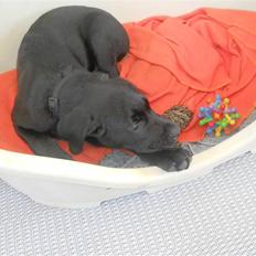 Labrador retriever Thor