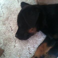Rottweiler Daisy