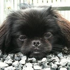 Pekingeser Gabi