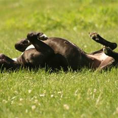 Cane corso Deva - over regnbuen