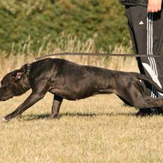 Cane corso Deva - over regnbuen