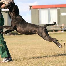 Cane corso Deva - over regnbuen