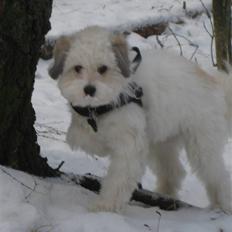 Coton de tulear Godts Coton Pixi (2009-2010)