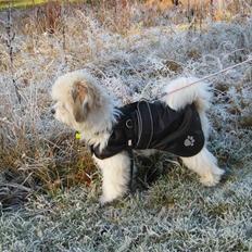 Coton de tulear Godts Coton Pixi (2009-2010)