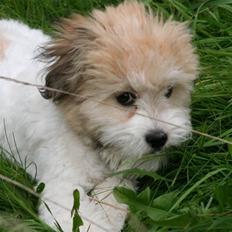 Coton de tulear Godts Coton Pixi (2009-2010)
