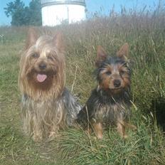 Australian silky terrier Joshefine