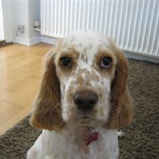Cocker spaniel Nugga