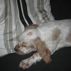 Cocker spaniel Nugga
