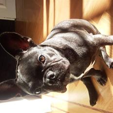 Fransk bulldog Wilma