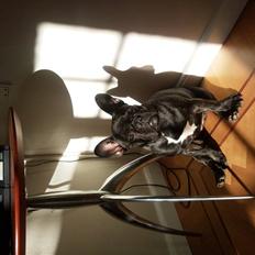 Fransk bulldog Wilma