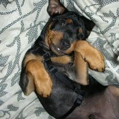 Dvaergpinscher Tyson