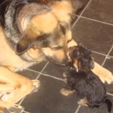 Yorkshire terrier Killah