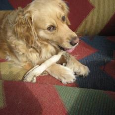 Golden retriever Gismo<3