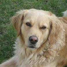 Golden retriever Gismo<3