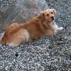 Golden retriever Gismo<3