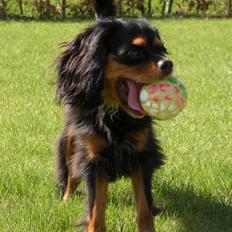 Cavalier king charles spaniel - Carla - 1 år