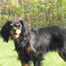 Cavalier king charles spaniel - Carla - 1 år