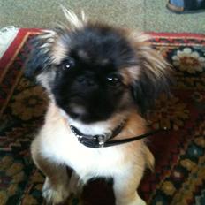 Pekingeser Simba