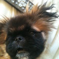 Pekingeser Simba