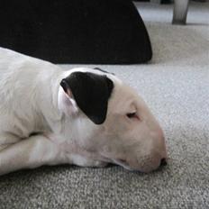 Bullterrier R.I.P Viggo 3.08.2010
