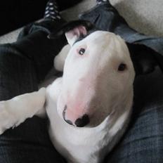 Bullterrier R.I.P Viggo 3.08.2010