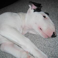 Bullterrier R.I.P Viggo 3.08.2010