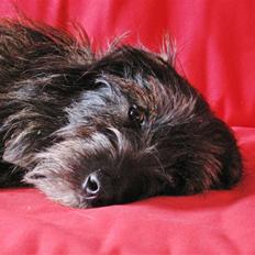 Blanding af racer Molly.