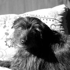 Blanding af racer Molly.