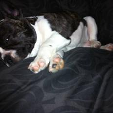 Fransk bulldog Nicki *En stjerne på himmelen*