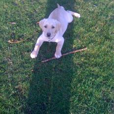 Labrador retriever Jamy