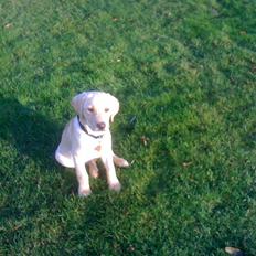 Labrador retriever Jamy