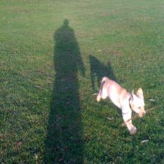 Labrador retriever Jamy