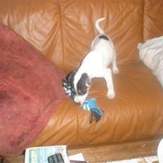 Dansk svensk gaardhund liva