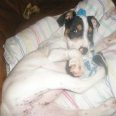 Dansk svensk gaardhund liva