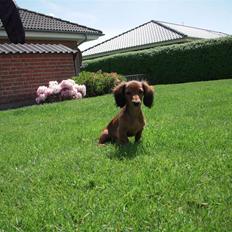 Miniature gravhund Vivaldi