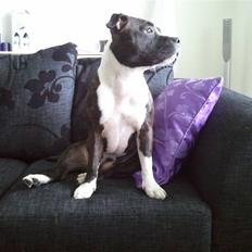 Staffordshire bull terrier Staff Royals Good Chanel
