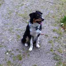 Border collie Boss