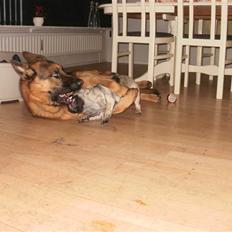 Schæferhund Slotten´s Ufo