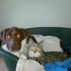 Blanding af racer Vaks