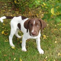 Blanding af racer Vaks