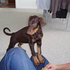 Dobermann Kejser *R.I.P*