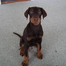Dobermann Kejser *R.I.P*